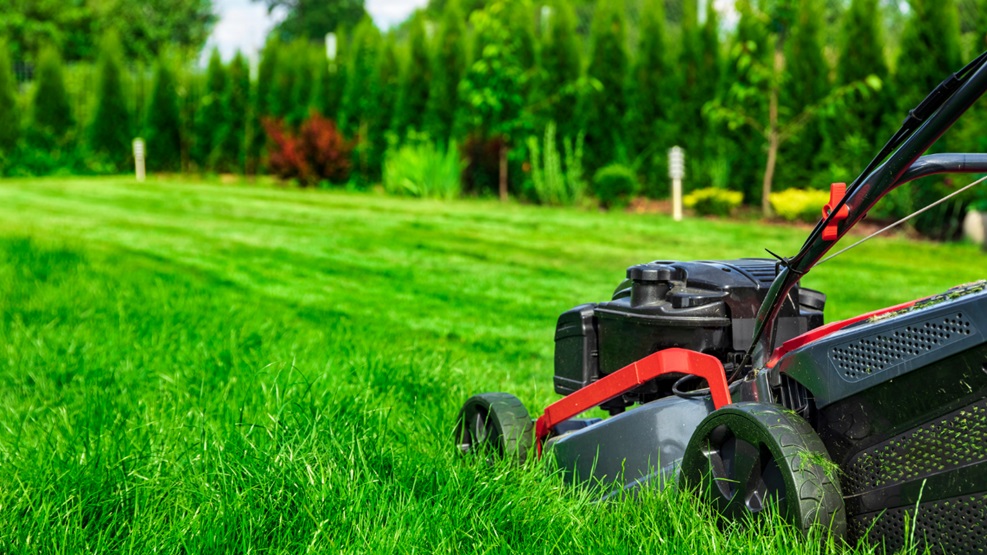 Lush and Healthy Lawn